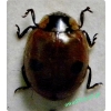 Adalia bipunctata (Linnaeus, 1758) Biedronka dwukropka
